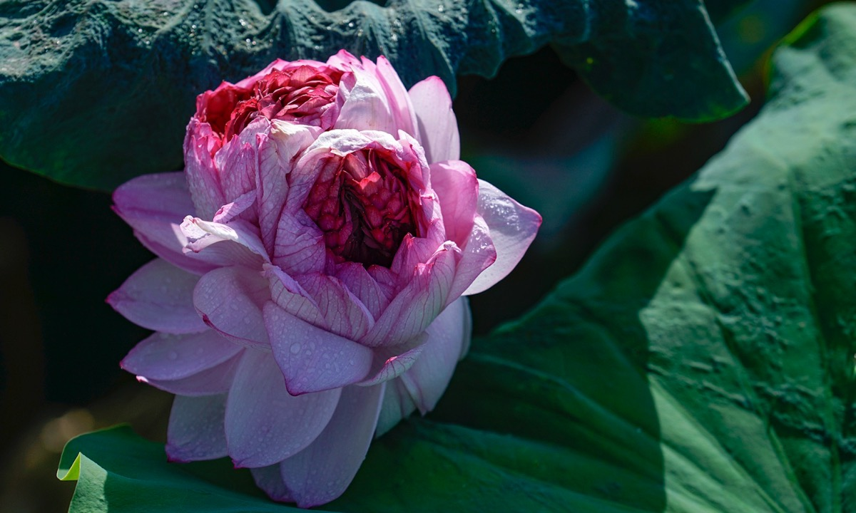 the graceful lotus flowers linger in hanoi late summer