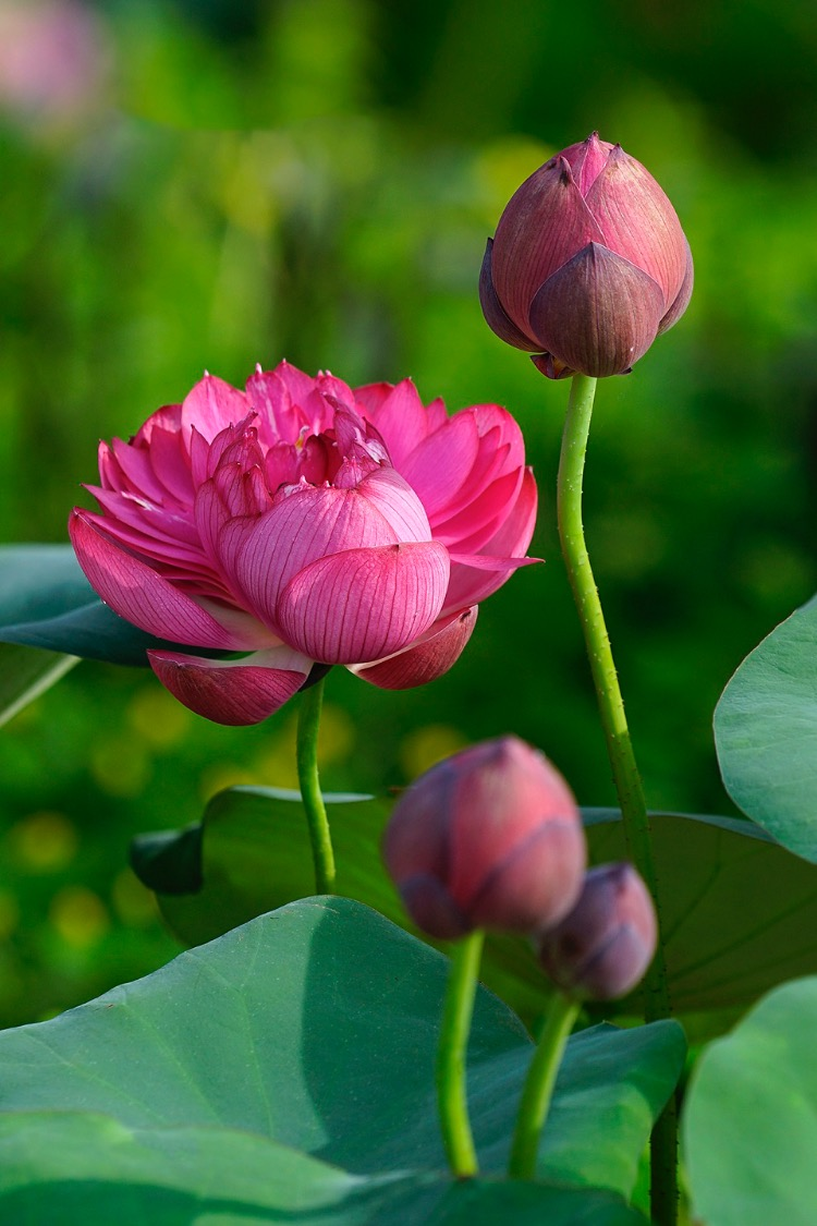 the graceful lotus flowers linger in hanoi late summer