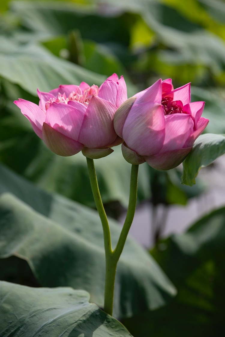 the graceful lotus flowers linger in hanoi late summer