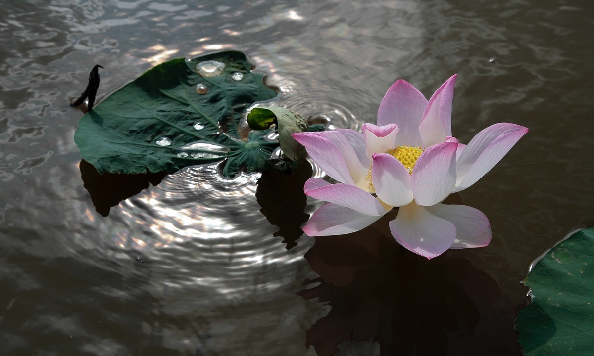 the graceful lotus flowers linger in hanoi late summer