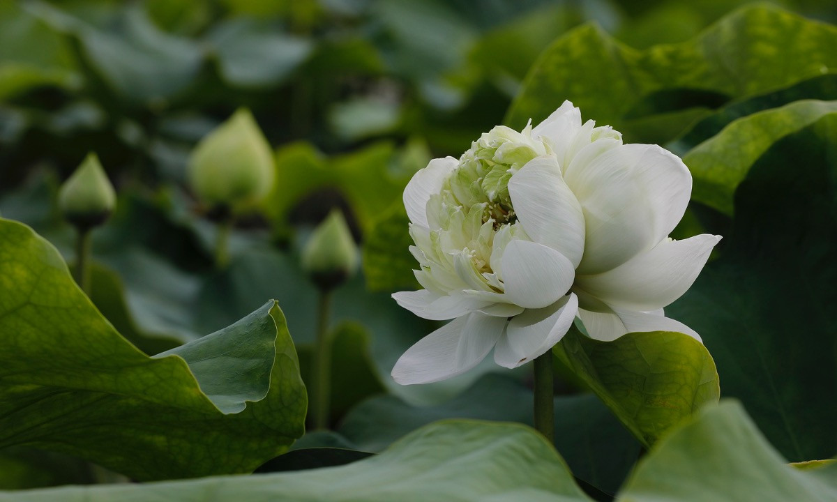 the graceful lotus flowers linger in hanoi late summer