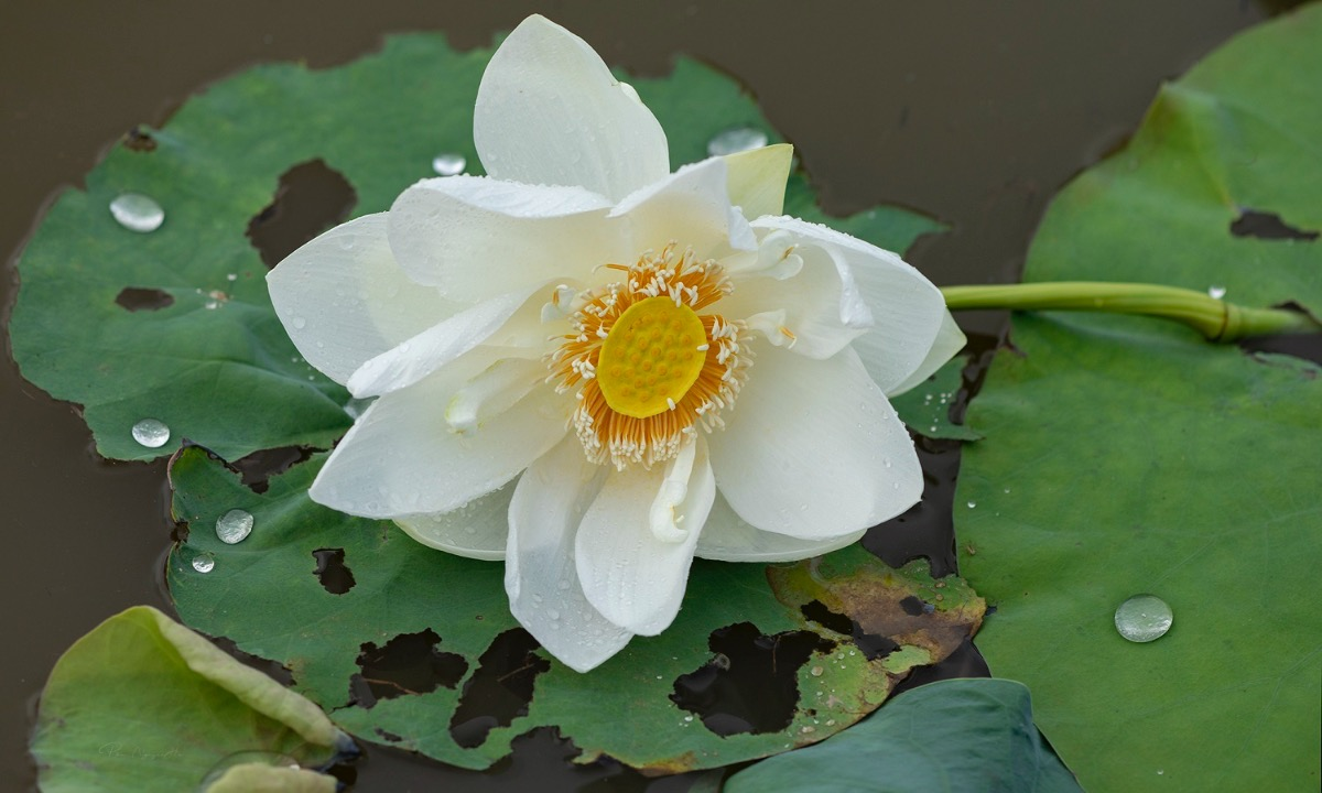 the graceful lotus flowers linger in hanoi late summer