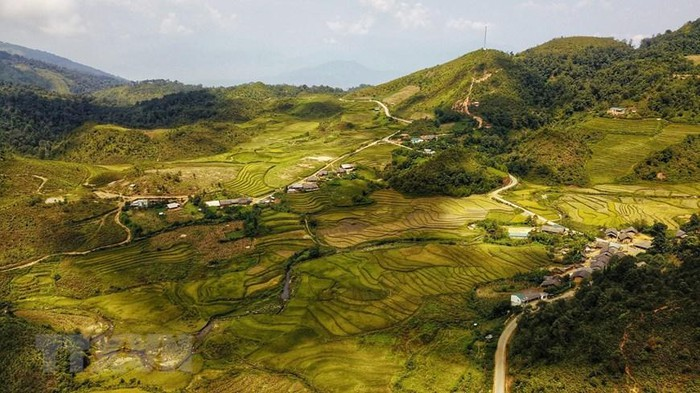 Golden glows of Y Ty Commune in ripening rice season