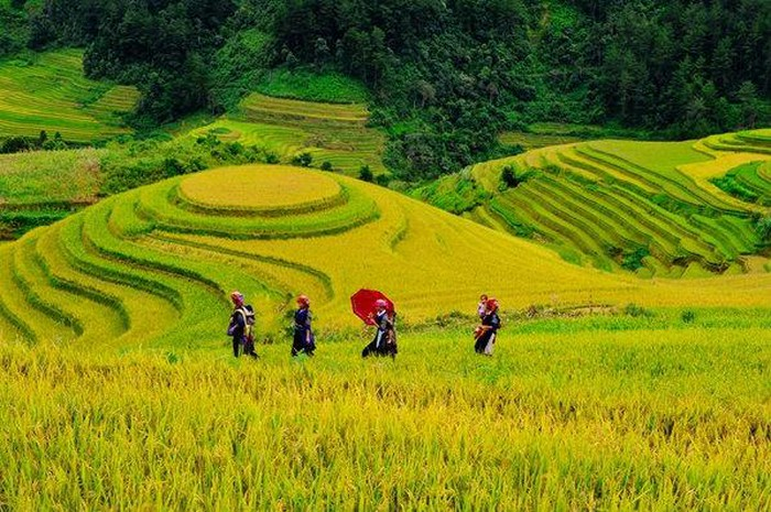 Mu Cang Chai in golden rice season, a feast for the eyes