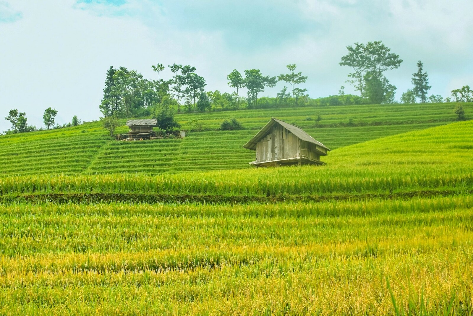 Ripening rice season adorns beauty of Northern Vietnam