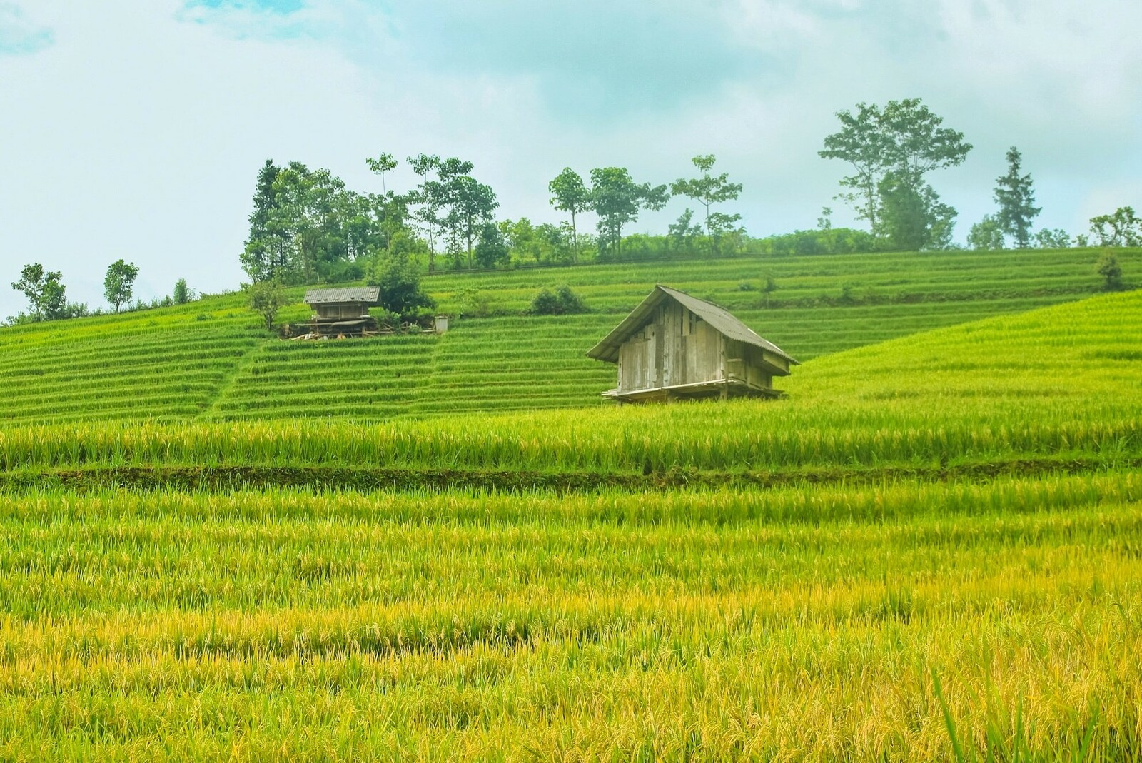 ripening rice season adorns beauty of northern vietnam