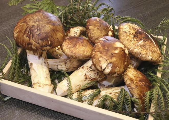 Precious prohibitively-priced mushrooms hunted by wealthy Vietnamese
