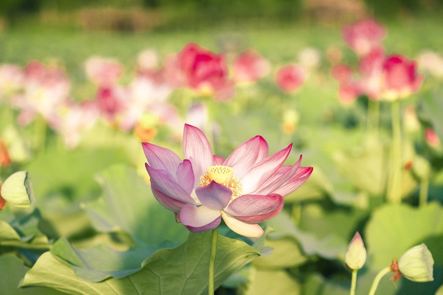 northern vietnams marvelous lotus lagoon suddenly blooms amidst autumn