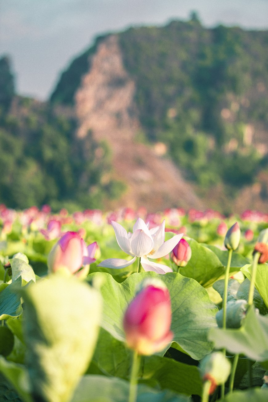 northern vietnams marvelous lotus lagoon suddenly blooms amidst autumn