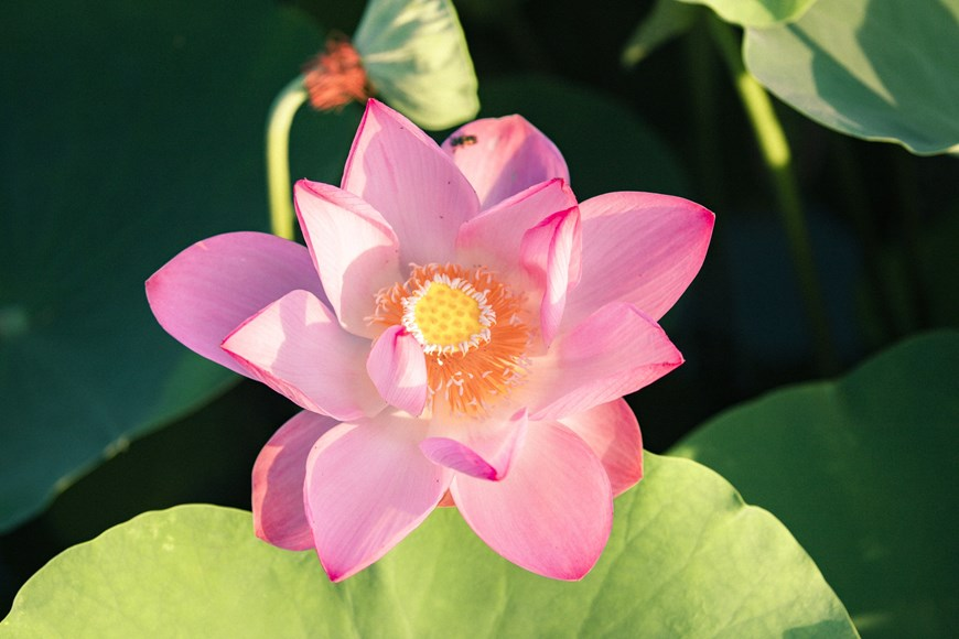 northern vietnams marvelous lotus lagoon suddenly blooms amidst autumn