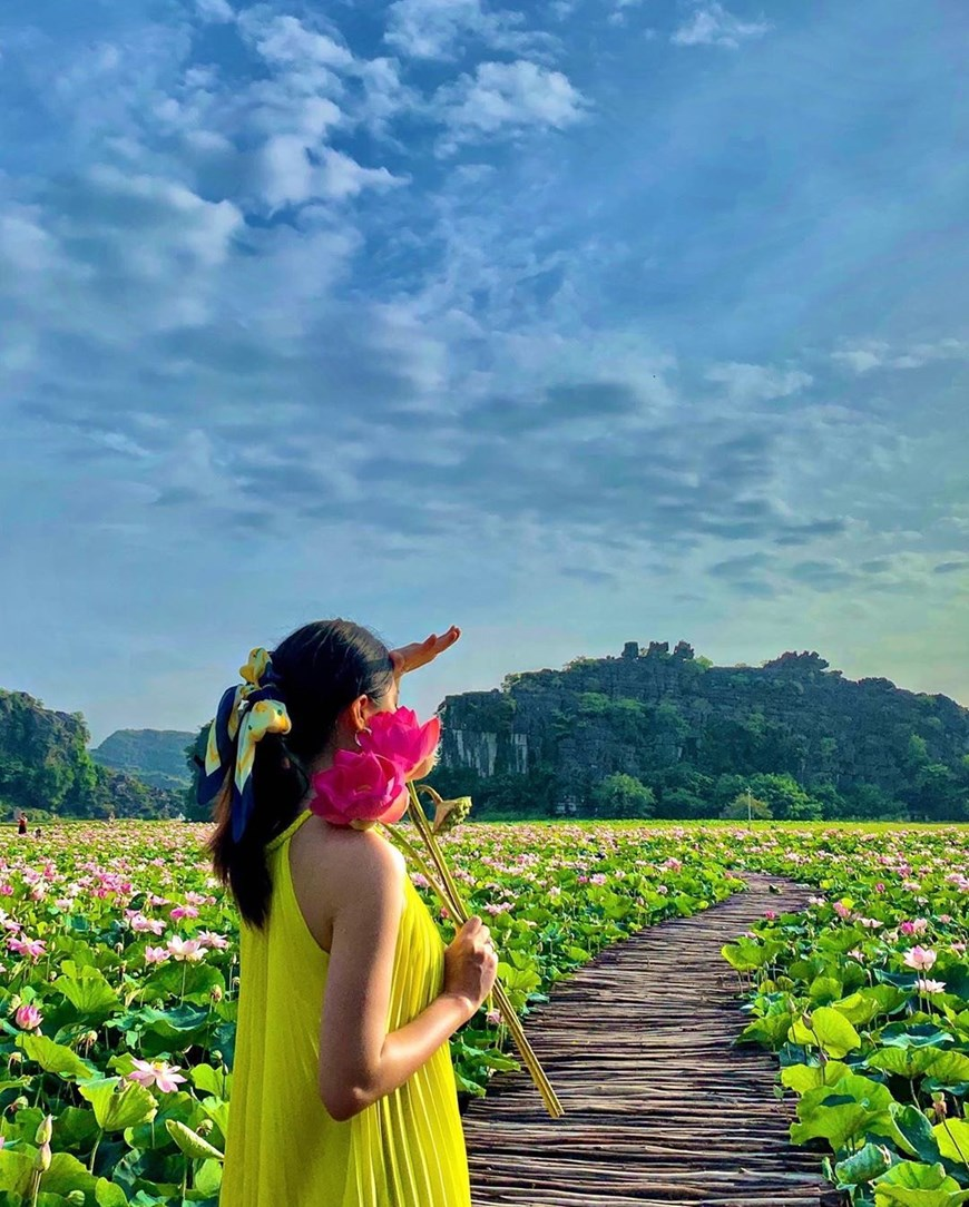 northern vietnams marvelous lotus lagoon suddenly blooms amidst autumn