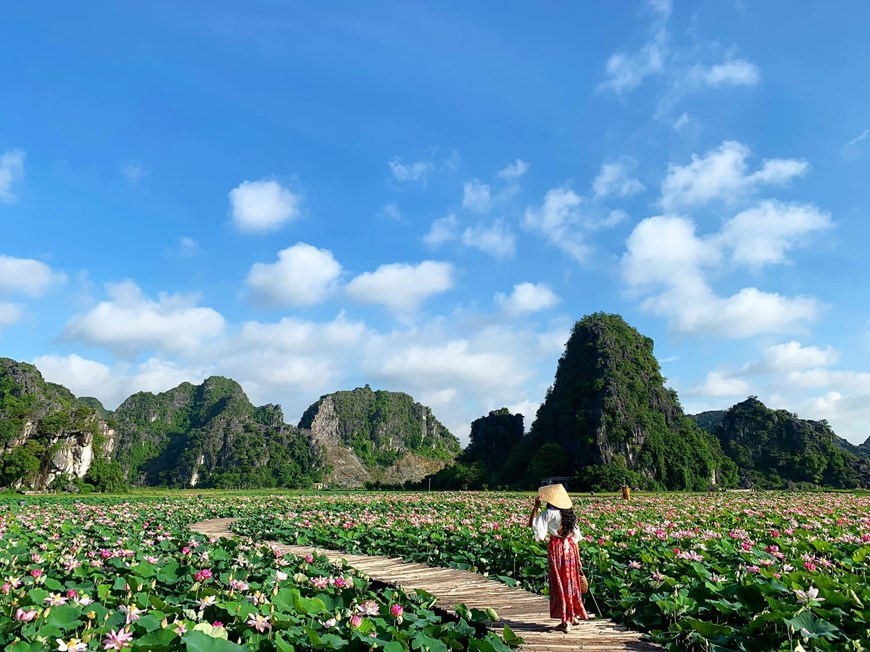 northern vietnams marvelous lotus lagoon suddenly blooms amidst autumn