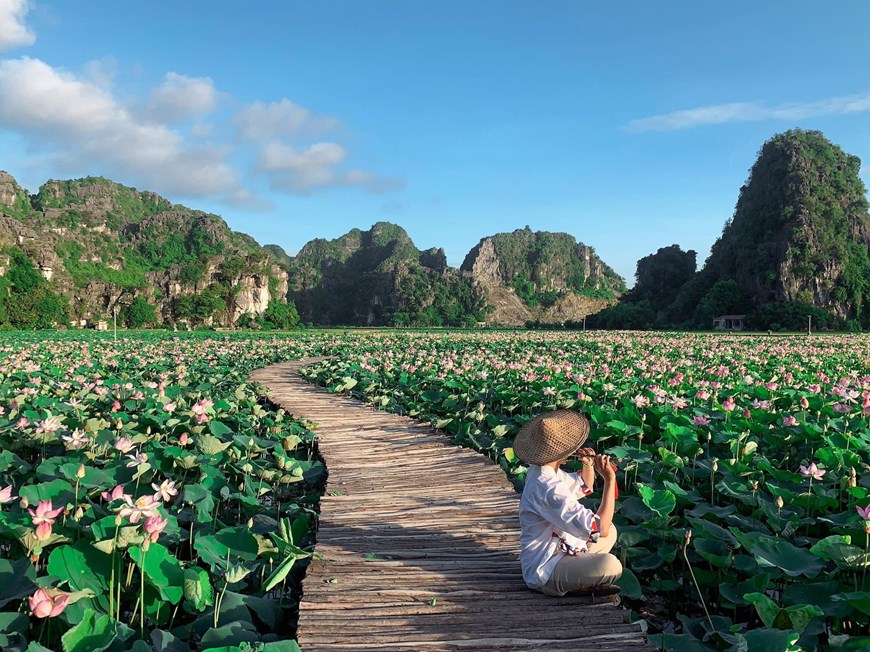 northern vietnams marvelous lotus lagoon suddenly blooms amidst autumn