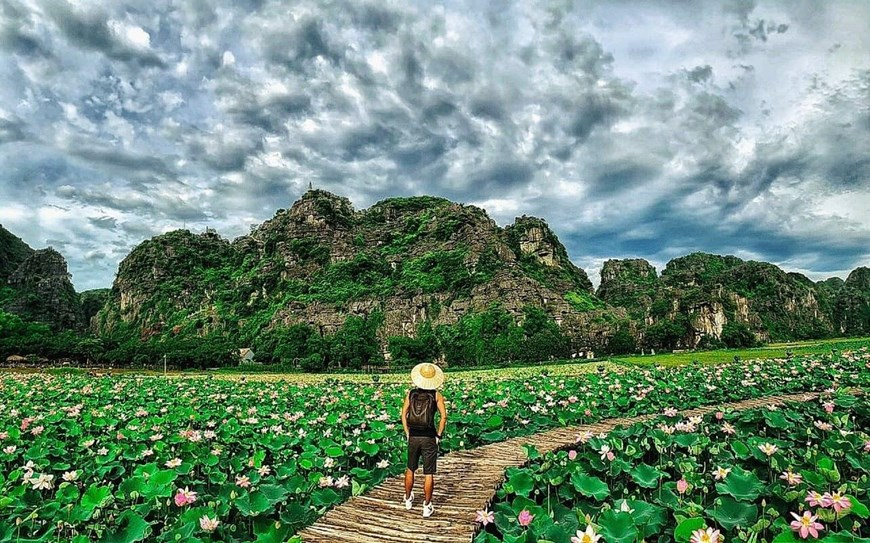 northern vietnams marvelous lotus lagoon suddenly blooms amidst autumn