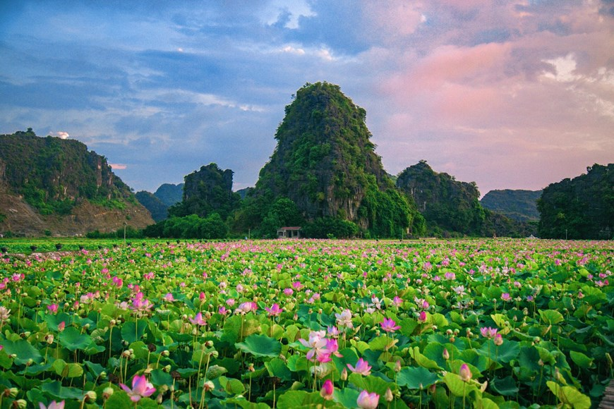 northern vietnams marvelous lotus lagoon suddenly blooms amidst autumn