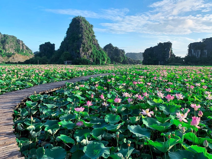 Northern Vietnam’s marvelous lotus lagoon suddenly blooms amidst autumn