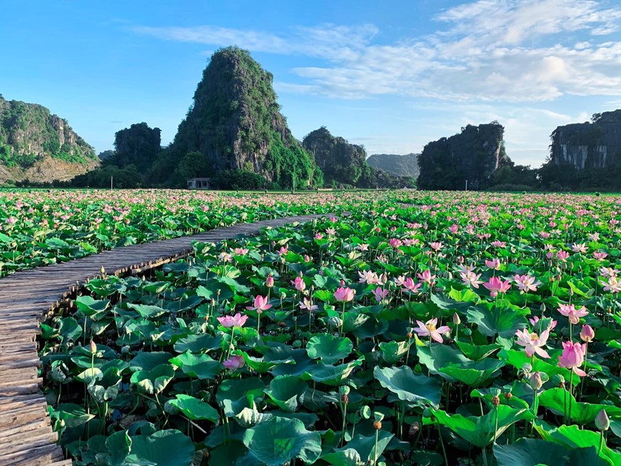northern vietnams marvelous lotus lagoon suddenly blooms amidst autumn