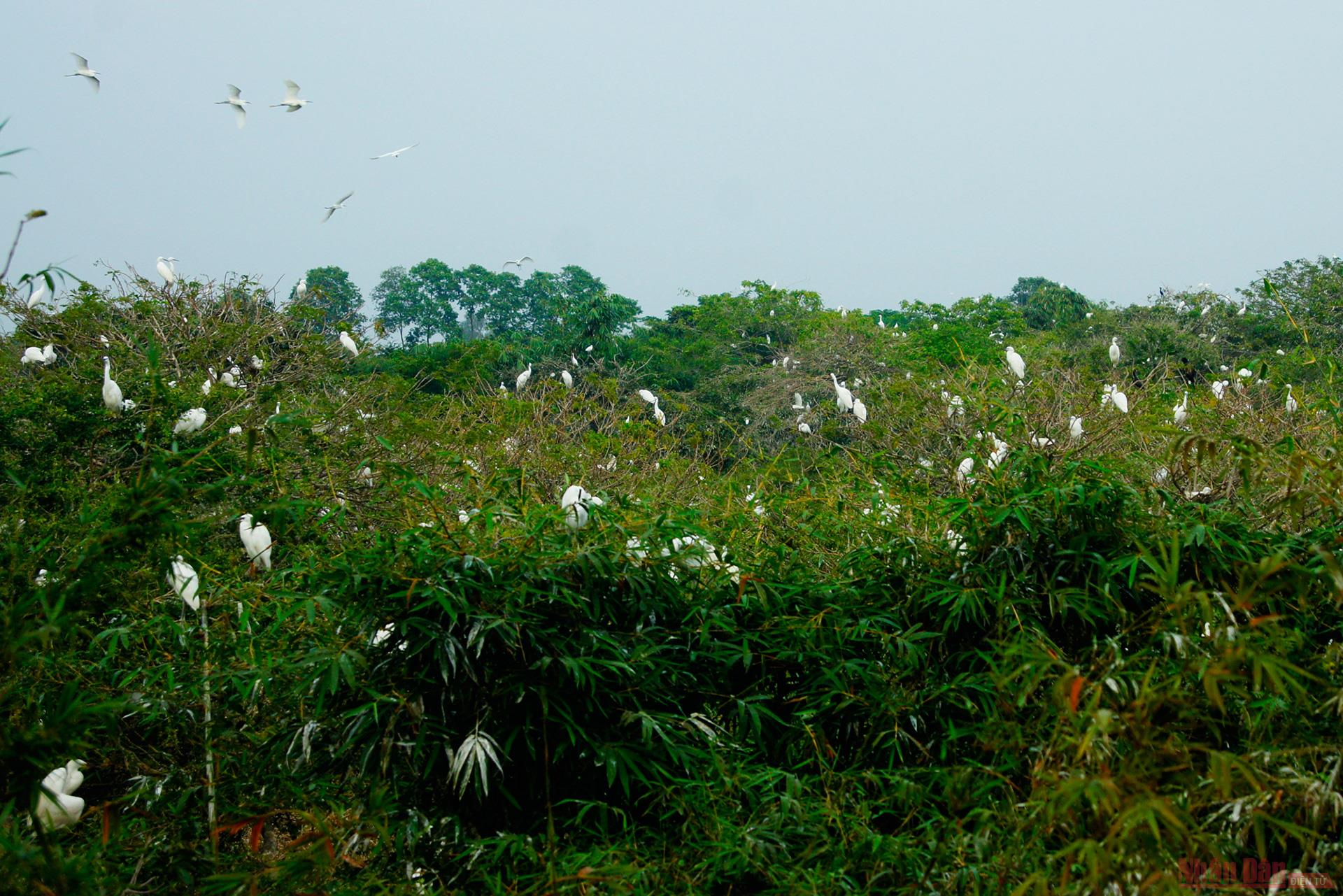 bang lang stork garden the largest bird sanctuary in vietnams mekong delta