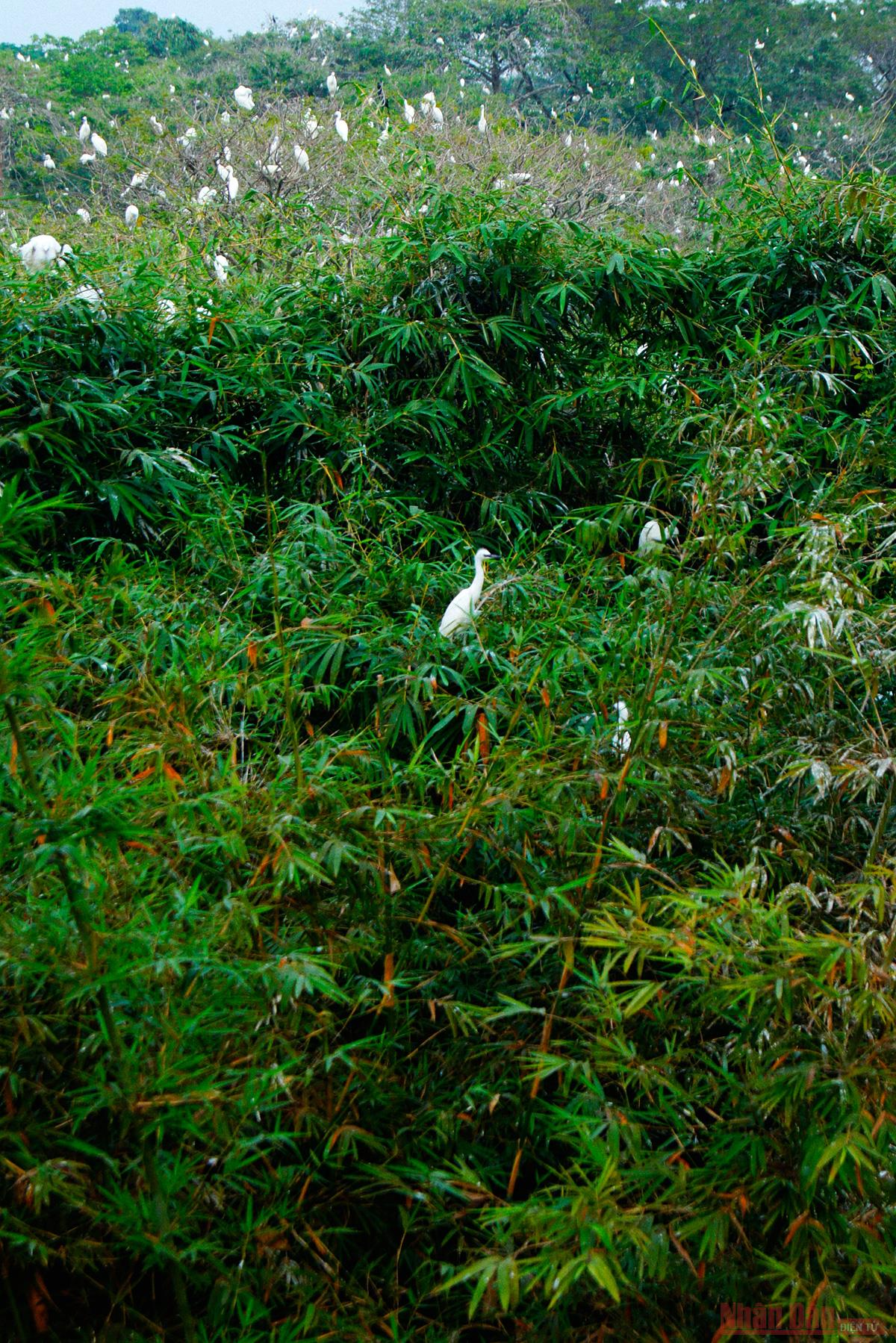 bang lang stork garden the largest bird sanctuary in vietnams mekong delta