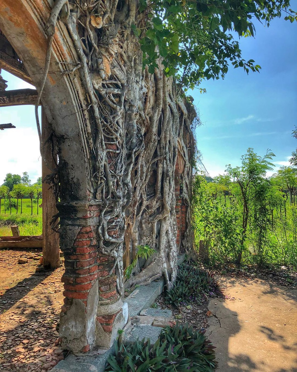 unique centenarian communal house embraced by bodhi tree roots in vietnams mekong delta