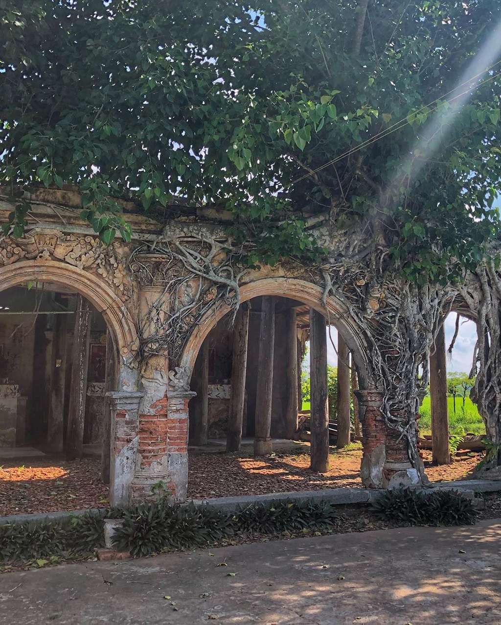 unique centenarian communal house embraced by bodhi tree roots in vietnams mekong delta