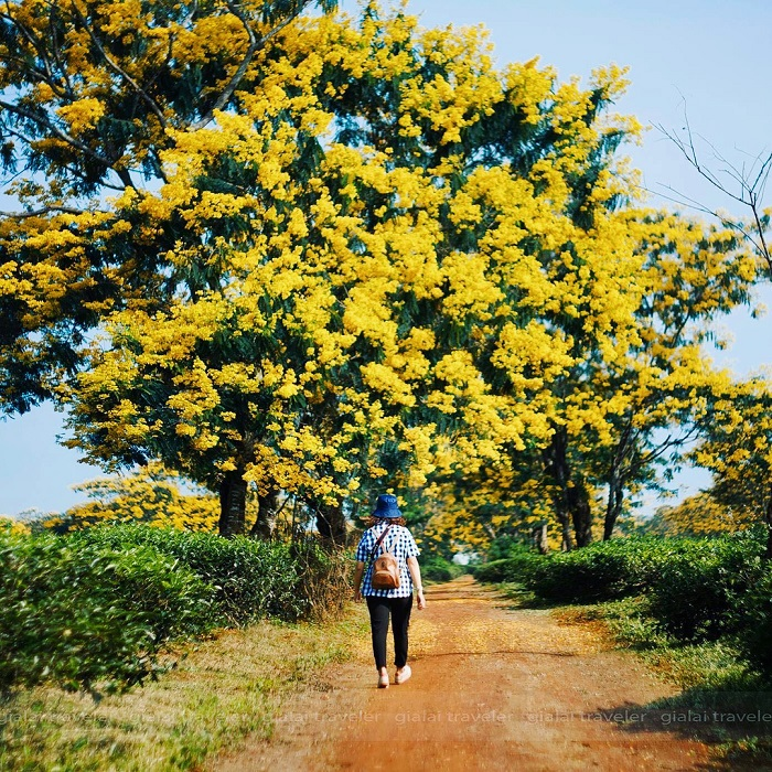 Golden glow of flowers throughout Vietnam