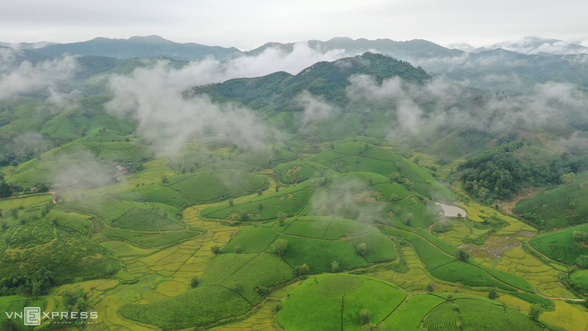 Long Coc, the most beautiful tea hill in Vietnam's northern