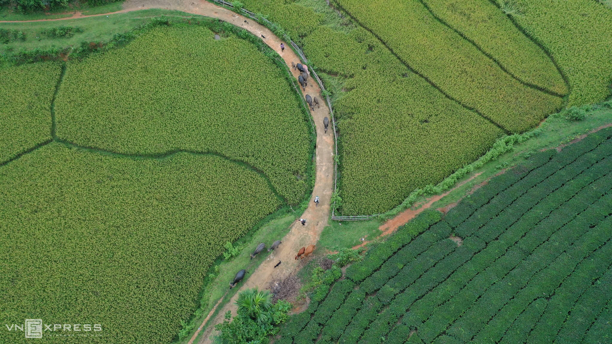 Long Coc, the most beautiful tea hill in Vietnam's northern