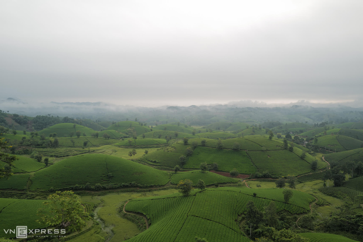 Long Coc, the most beautiful tea hill in Vietnam's northern