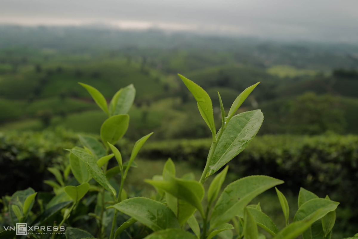 Long Coc, the most beautiful tea hill in Vietnam's northern