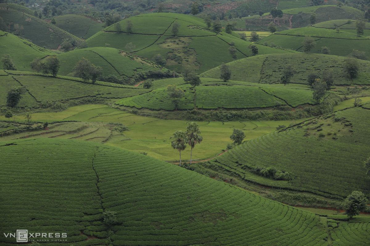 Long Coc, the most beautiful tea hill in Vietnam's northern