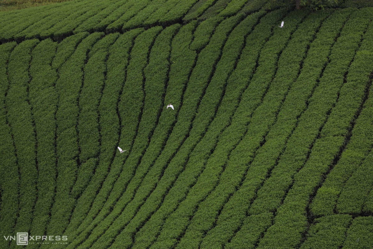 Long Coc, the most beautiful tea hill in Vietnam's northern