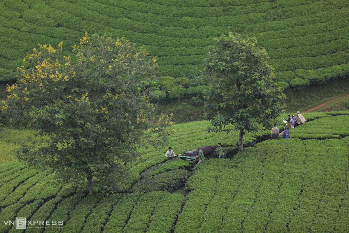 Long Coc, the most beautiful tea hill in Vietnam's northern