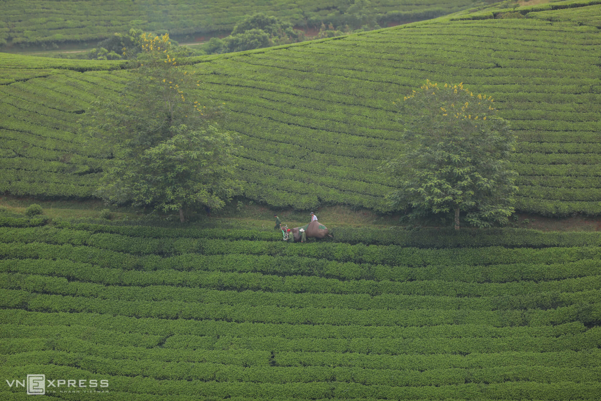 Long Coc, the most beautiful tea hill in Vietnam's northern