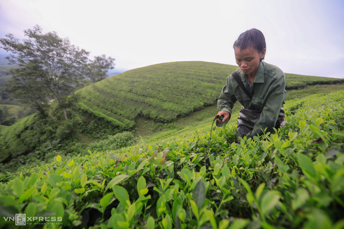 Long Coc, the most beautiful tea hill in Vietnam's northern