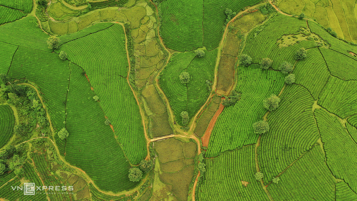 Long Coc, the most beautiful tea hill in Vietnam's northern