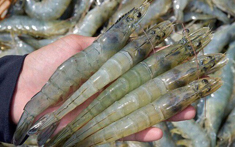 Vietnam surpasses Thailand to become the largest shrimp supplier to Canada