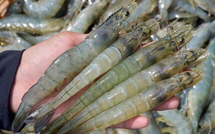 vietnam surpasses thailand to become the largest shrimp supplier to canada