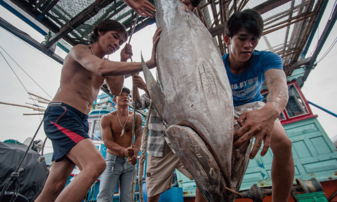 Vietnam’s tuna exports to EU surge thanks to EVFTA