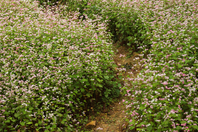 Blooming buckwheat flowers bring lively color to Ha Giang