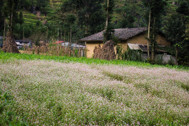 Blooming buckwheat flowers bring lively color to Ha Giang