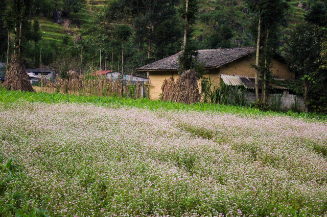 blooming buckwheat flowers bring lively color to ha giang