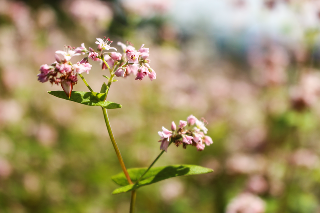 Blooming buckwheat flowers bring lively color to Ha Giang