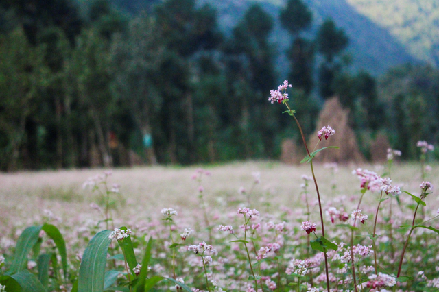 blooming buckwheat flowers bring lively color to ha giang