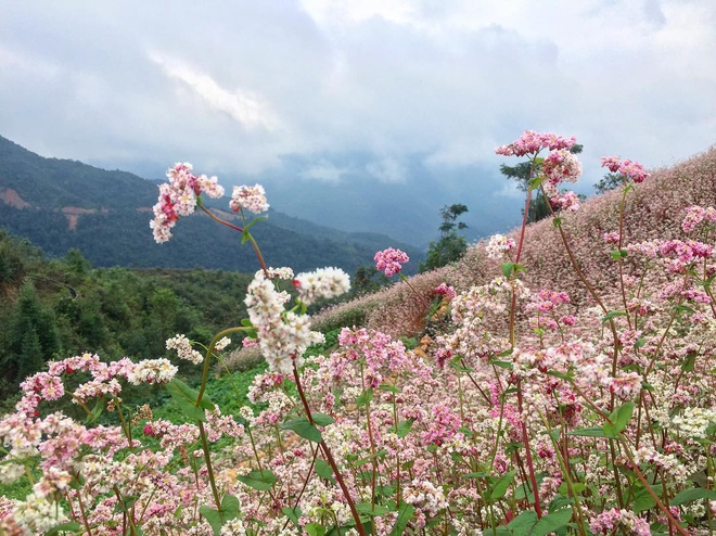 blooming buckwheat flowers bring lively color to ha giang