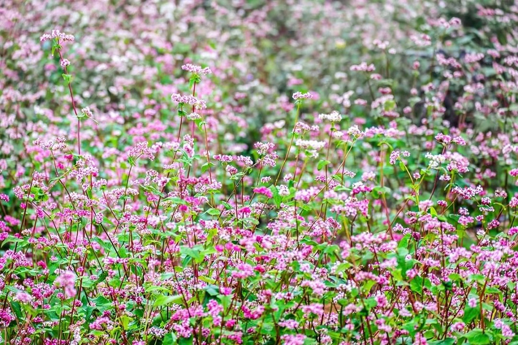 blooming buckwheat flowers bring lively color to ha giang