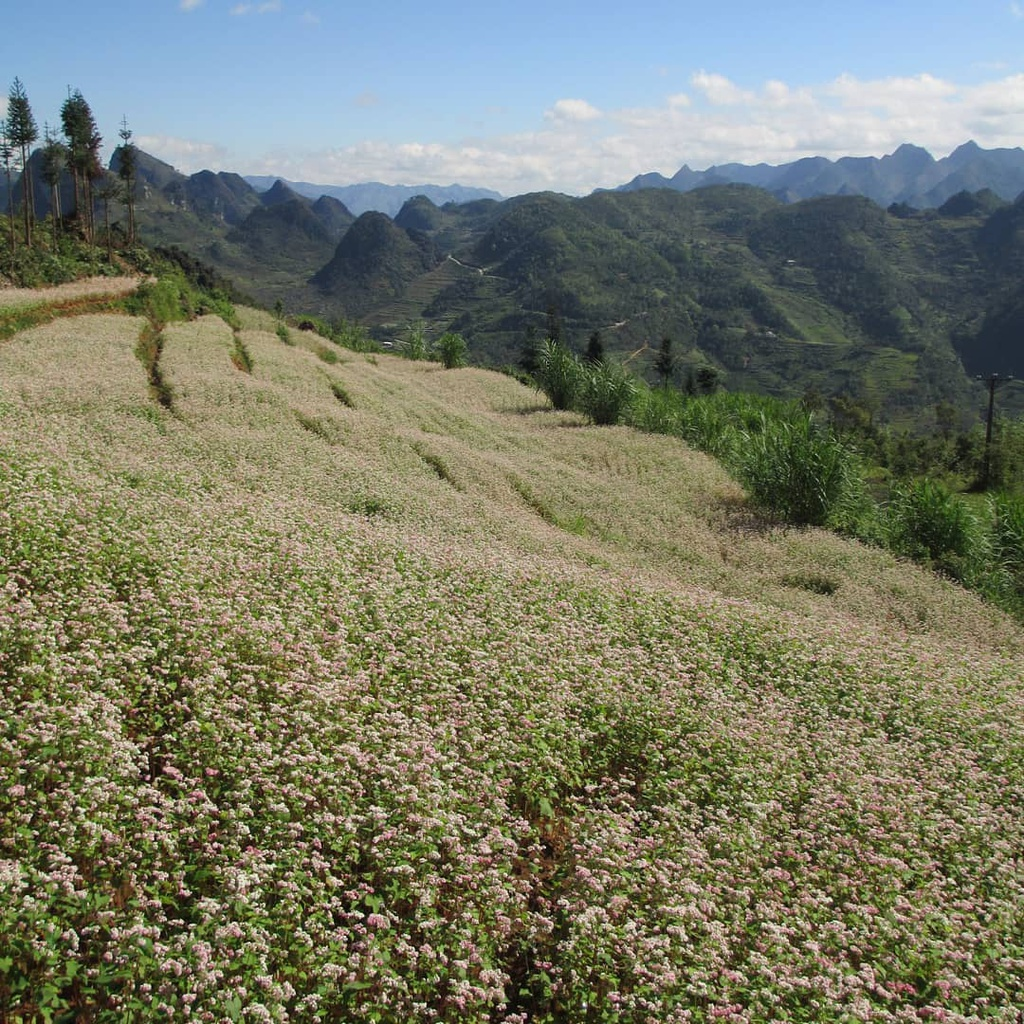 blooming buckwheat flowers bring lively color to ha giang