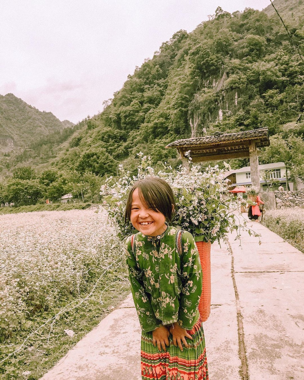 blooming buckwheat flowers bring lively color to ha giang