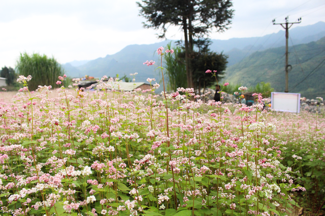 Blooming buckwheat flowers bring lively color to Ha Giang