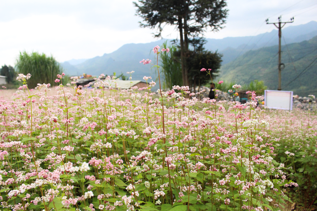 blooming buckwheat flowers bring lively color to ha giang